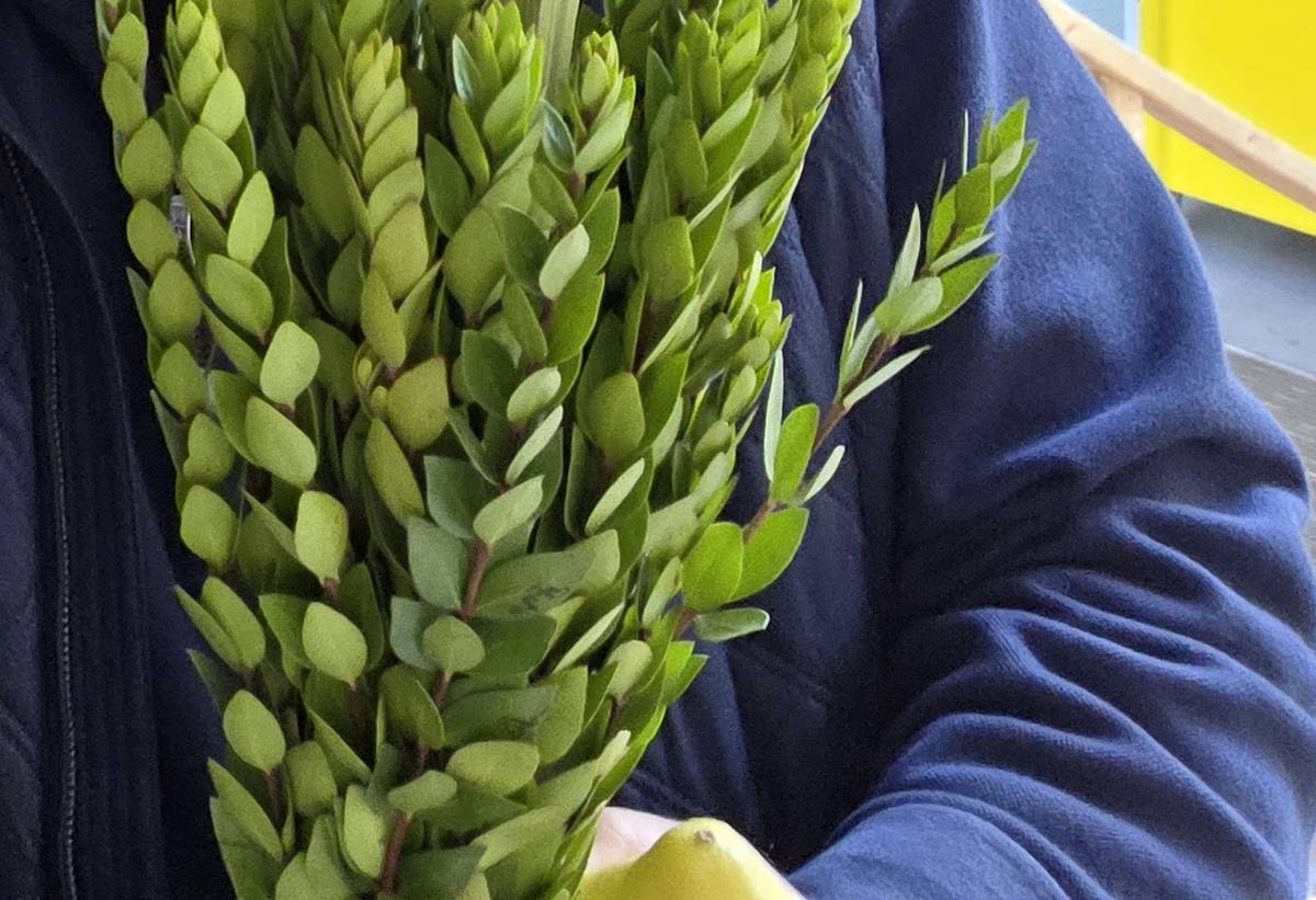 A thick bunch of fresh hadassim, bright green, held against a navy sweater.