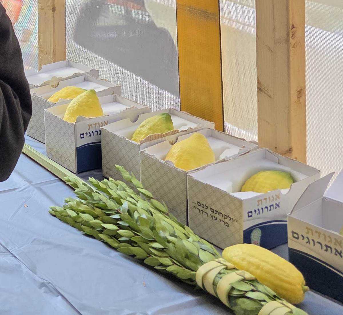 A row of esrogim in open boxes with Hebrew lettering, with a bound lulav set lying on the table in front.